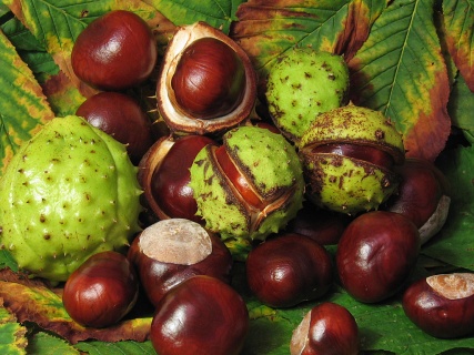 conkers wiki